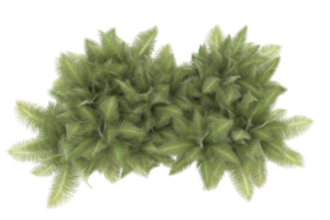 Palm trees isolated on transparent background. 3d rendering - illustration png