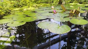 Lotus Flower Leaves in Water in Nature video
