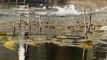Lotusblumenblätter im Wasser in der Natur