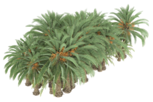 palm bomen geïsoleerd Aan transparant achtergrond. 3d renderen - illustratie png