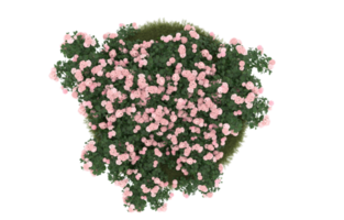 Realistic foliage isolated on transparent background. 3d rendering - illustration png