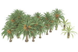 Palm trees isolated on transparent background. 3d rendering - illustration png