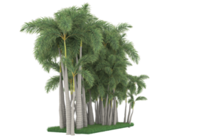 Palm trees isolated on transparent background. 3d rendering - illustration png