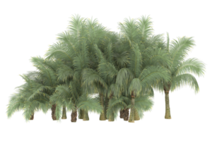 Palm trees isolated on transparent background. 3d rendering - illustration png