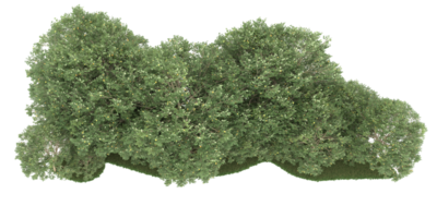 forêt réaliste isolée sur fond transparent. rendu 3d - illustration png