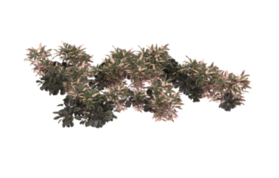 Realistic foliage isolated on transparent background. 3d rendering - illustration png