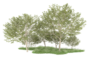 Realistic forest isolated on transparent background. 3d rendering - illustration png