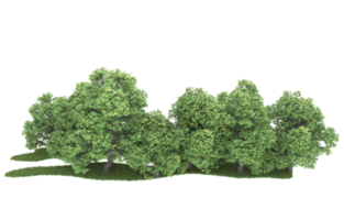 Realistic foliage isolated on transparent background. 3d rendering - illustration png