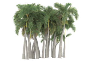 Palm trees isolated on transparent background. 3d rendering - illustration png