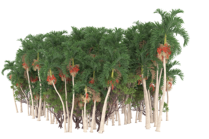 Palm trees isolated on transparent background. 3d rendering - illustration png