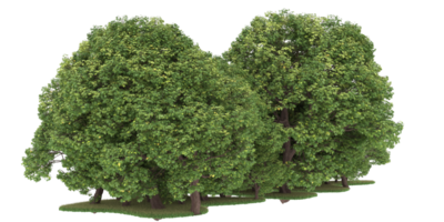 realistico foresta isolato su trasparente sfondo. 3d interpretazione - illustrazione png