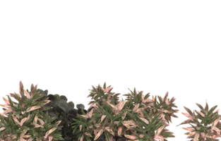 Realistic foliage isolated on transparent background. 3d rendering - illustration png