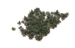 Realistic foliage isolated on transparent background. 3d rendering - illustration png