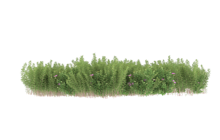 Realistic foliage isolated on transparent background. 3d rendering - illustration png