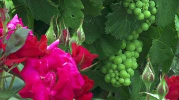 Green grapes on the vine and red roses.