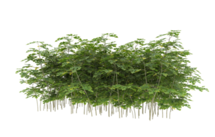 Realistic foliage isolated on transparent background. 3d rendering - illustration png