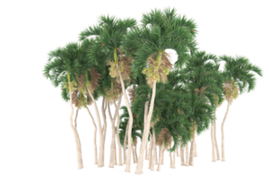 Palm trees isolated on transparent background. 3d rendering - illustration png