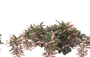 Realistic foliage isolated on transparent background. 3d rendering - illustration png