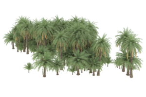 Palm trees isolated on transparent background. 3d rendering - illustration png