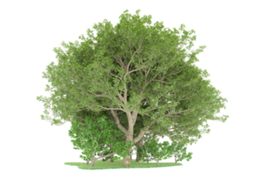 forêt réaliste isolée sur fond transparent. rendu 3d - illustration png