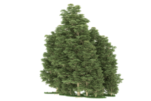 forêt réaliste isolée sur fond transparent. rendu 3d - illustration png