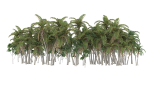 Palm trees isolated on transparent background. 3d rendering - illustration png
