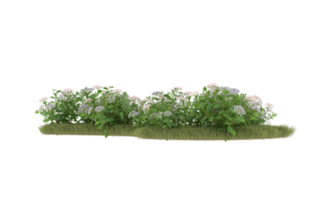 Realistic foliage isolated on transparent background. 3d rendering - illustration png