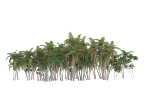 Palm trees isolated on transparent background. 3d rendering - illustration png