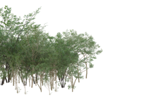 Realistic foliage isolated on transparent background. 3d rendering - illustration png