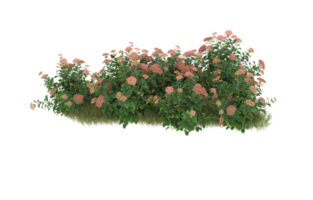 Realistic foliage isolated on transparent background. 3d rendering - illustration png