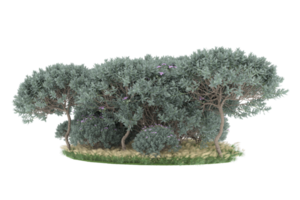 forêt réaliste isolée sur fond transparent. rendu 3d - illustration png