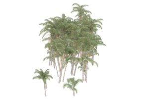 Palm trees isolated on transparent background. 3d rendering - illustration png