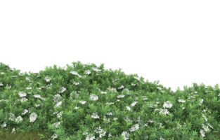 Realistic foliage isolated on transparent background. 3d rendering - illustration png