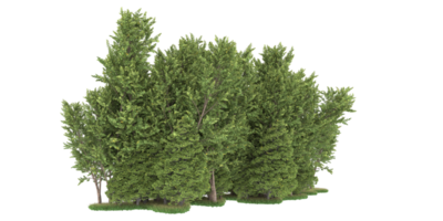 forêt réaliste isolée sur fond transparent. rendu 3d - illustration png