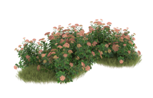 Realistic foliage isolated on transparent background. 3d rendering - illustration png