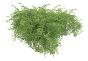 Realistic foliage isolated on transparent background. 3d rendering - illustration png