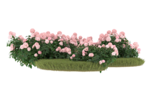 Realistic foliage isolated on transparent background. 3d rendering - illustration png