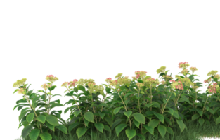 Realistic foliage isolated on transparent background. 3d rendering - illustration png