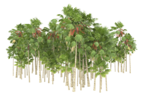 Palm trees isolated on transparent background. 3d rendering - illustration png