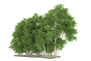 Realistic forest isolated on transparent background. 3d rendering - illustration png