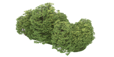 realistico foresta isolato su trasparente sfondo. 3d interpretazione - illustrazione png