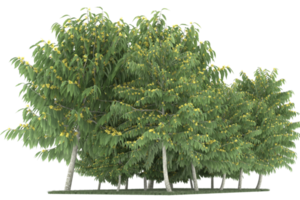 Realistic forest isolated on transparent background. 3d rendering - illustration png