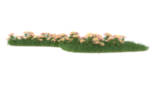 Realistic foliage isolated on transparent background. 3d rendering - illustration png