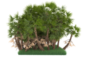 Palm trees isolated on transparent background. 3d rendering - illustration png