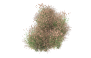 Realistic foliage isolated on transparent background. 3d rendering - illustration png