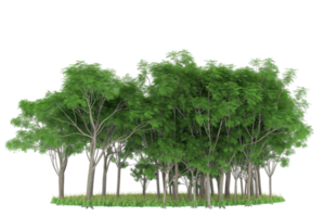 forêt réaliste isolée sur fond transparent. rendu 3d - illustration png