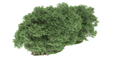 forêt réaliste isolée sur fond transparent. rendu 3d - illustration png