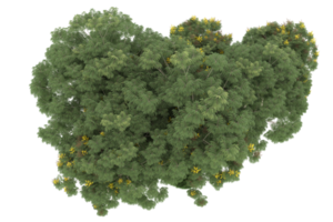 floresta realista isolada em fundo transparente. renderização 3D - ilustração png