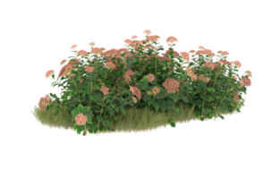 Realistic foliage isolated on transparent background. 3d rendering - illustration png