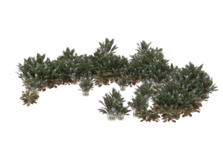 Realistic foliage isolated on transparent background. 3d rendering - illustration png
